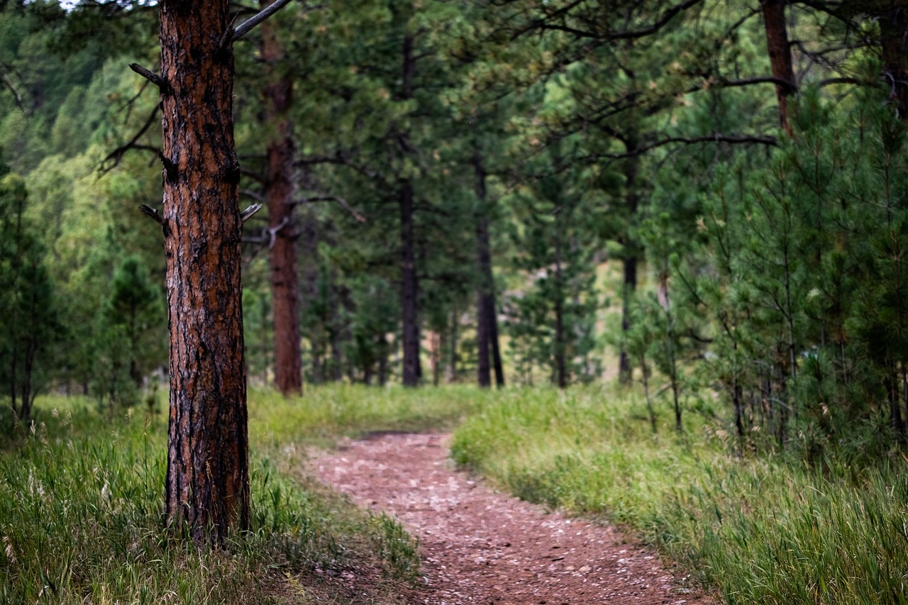 landscape, tree, nature-7284515.jpg